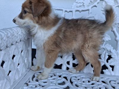 Blue Merle Border Collie puppies in Offaly