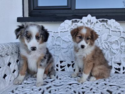 Blue Merle Border Collie puppies in Offaly