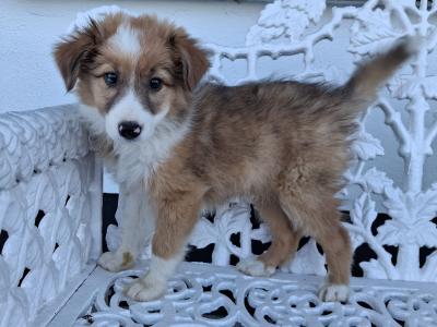 Blue Merle Border Collie puppies in Offaly