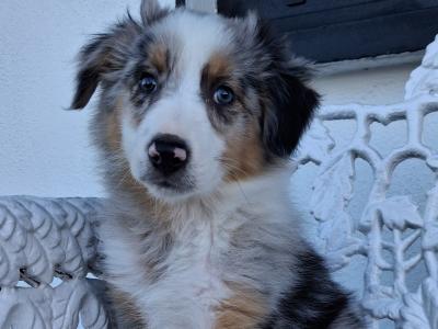 Blue Merle Border Collie puppies in Offaly