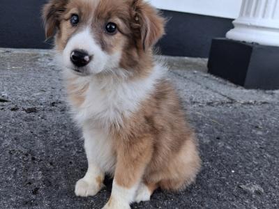 Blue Merle Border Collie puppies in Offaly