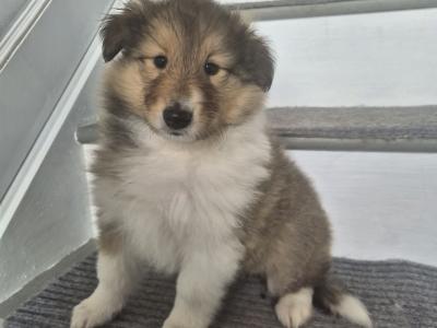 Rough Collie pups