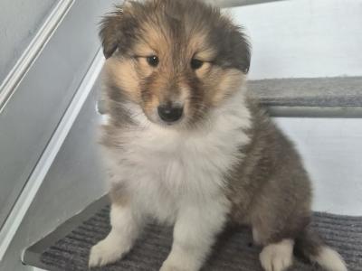 Rough Collie pups