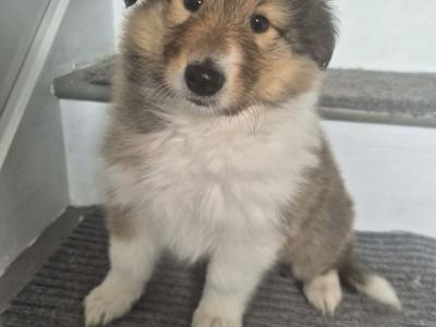 Rough Collie pups