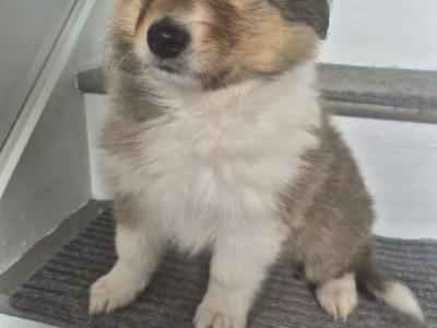 Rough Collie pups