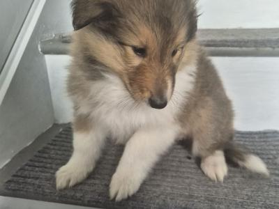 Rough Collie pups