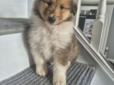 Rough Collie pups