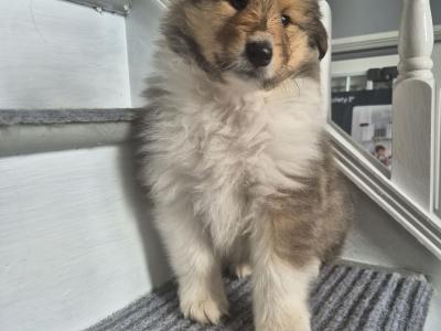 Rough Collie pups