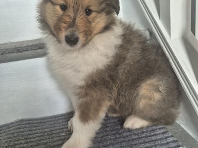 Rough Collie pups