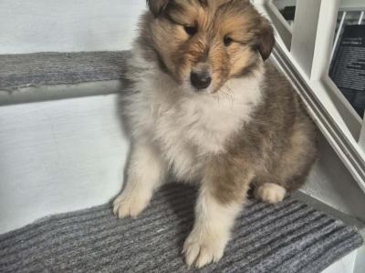 Rough Collie pups