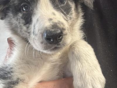 Blue Merle x border collie 1 male and 1 female left