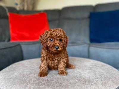 Beautiful Cavapoo puppies in Wexford