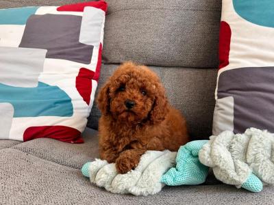 Beautiful Cavapoo puppies in Wexford