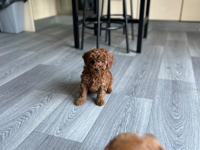 Beautiful Cavapoo puppies in Wexford