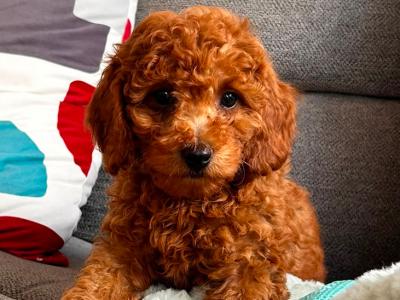 Beautiful Cavapoo puppies in Wexford