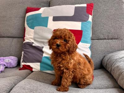 Beautiful Cavapoo puppies in Wexford