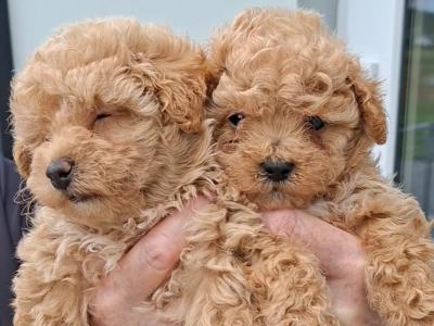 Adorable little Maltipoos