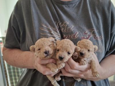 Adorable little Maltipoos