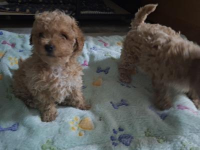 Adorable little Maltipoos