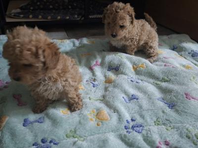 Adorable little Maltipoos