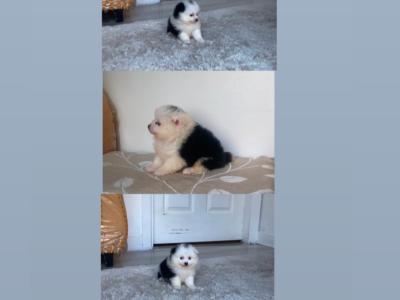 Tea Cup  Pomeranian puppys in Galway