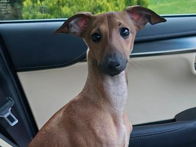 Purebred Italian Greyhound Available for Stud