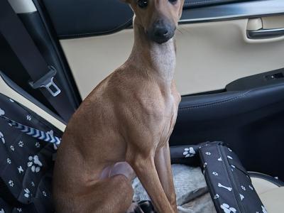 Purebred Italian Greyhound Available for Stud