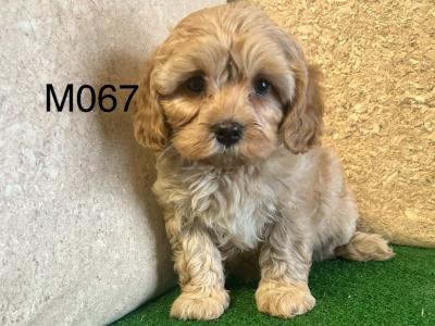 Cavapoo puppies in Cavan