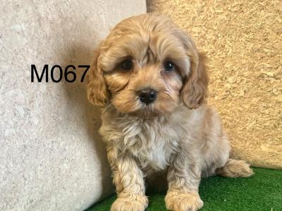 Cavapoo Puppies