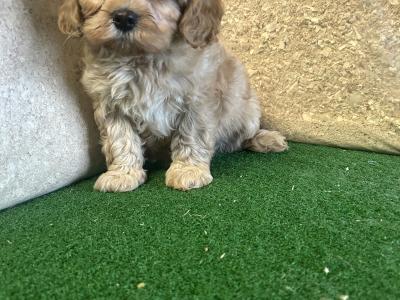 Cavapoo Puppies