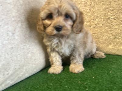 Cavapoo Puppies