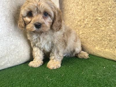 Cavapoo Puppies