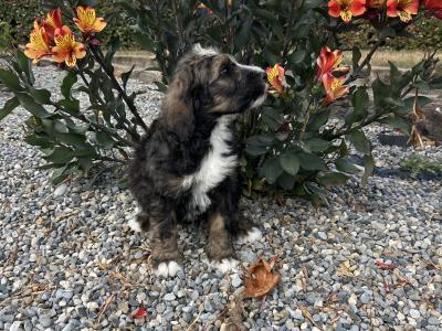 Standard Bernedoodle puppies in Wexford