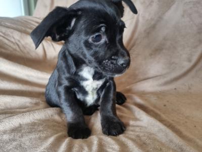 Shih Tzu x Jack Russell puppies in Donegal