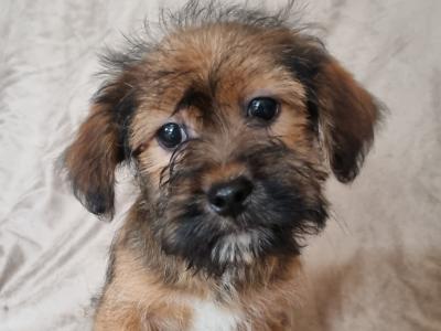 Shih Tzu x Jack Russell puppies in Donegal
