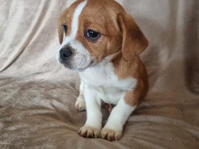 Shih Tzu x Jack Russell puppies in Donegal
