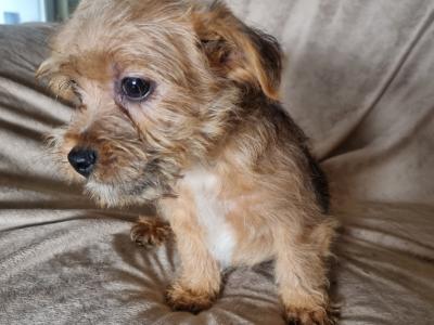 Shih Tzu x Jack Russell puppies in Donegal