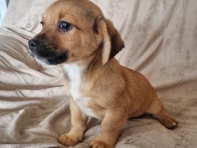 Shih Tzu x Jack Russell puppies in Donegal