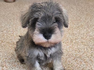 Miniature Schnauzer puppies in Wexford