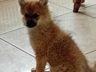 Pomeranian puppies in Wicklow