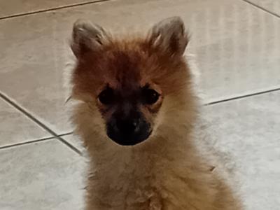 Pomeranian puppies in Wicklow