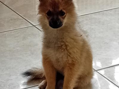 Pomeranian puppies in Wicklow