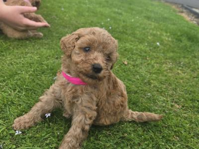 Beautiful Miniature Poodle puppies in Mayo – Family Raised