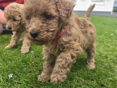 Beautiful Miniature Poodle puppies in Mayo – Family Raised