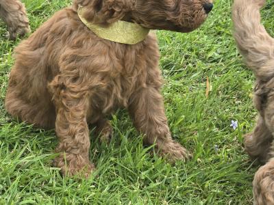 Beautiful Miniature Poodle puppies in Mayo – Family Raised