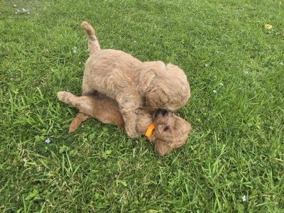 Beautiful Miniature Poodle puppies in Mayo – Family Raised