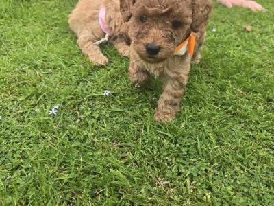 Beautiful Miniature Poodle puppies in Mayo – Family Raised