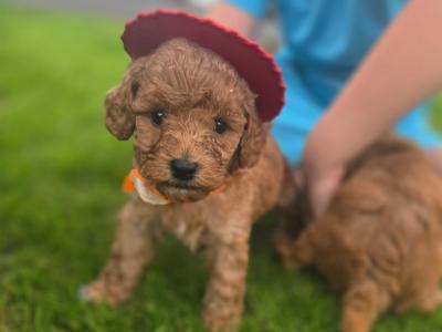 Beautiful Miniature Poodle puppies in Mayo – Family Raised