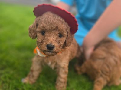 Beautiful Miniature Poodle puppies in Mayo **1 Girl left**