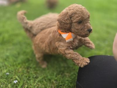 Beautiful Miniature Poodle puppies in Mayo – Family Raised
